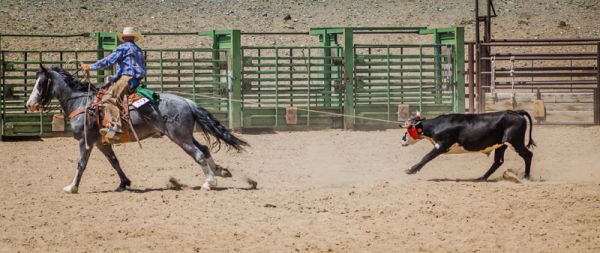 ranch horse - dragging the steer