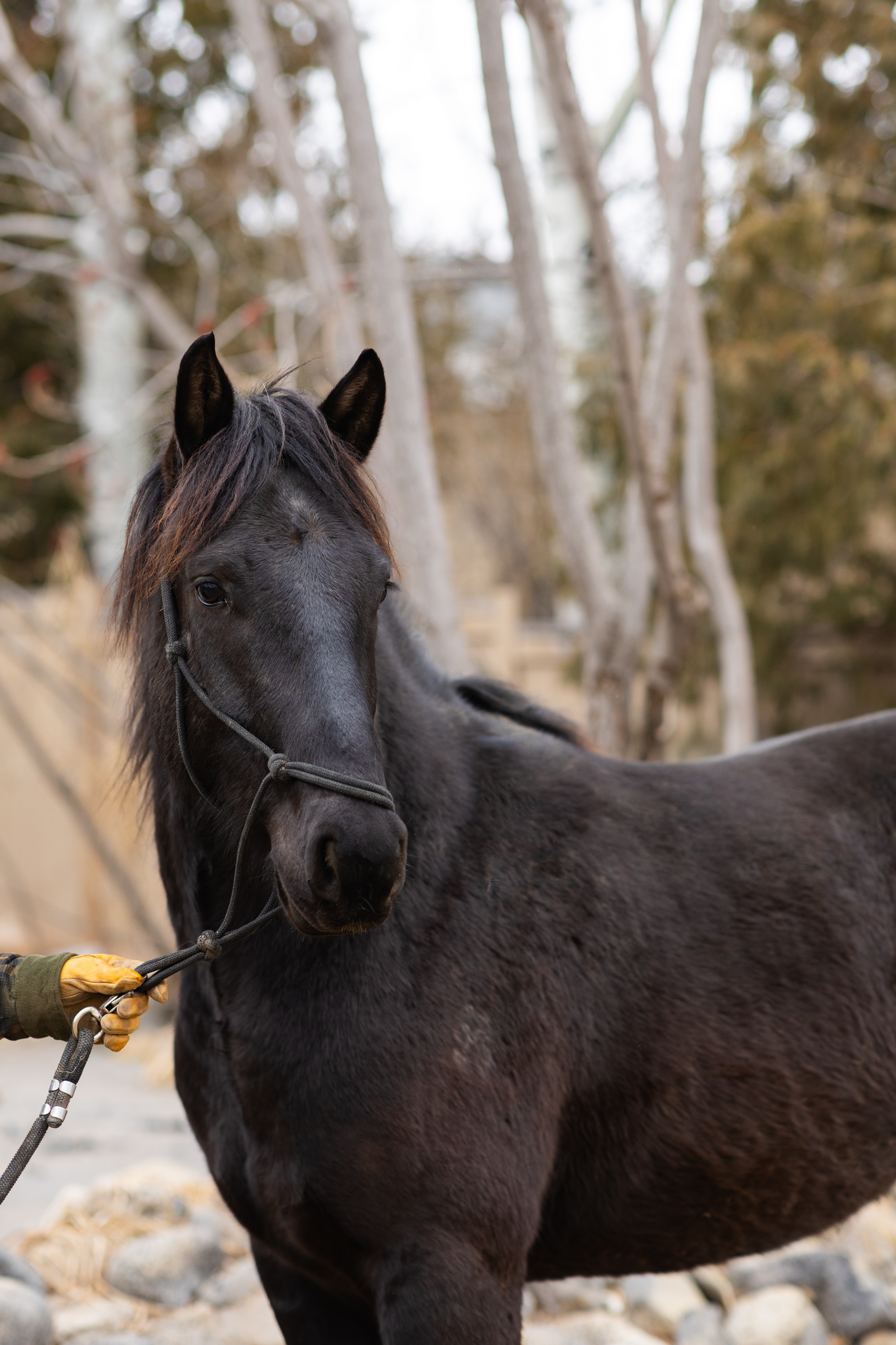 Acero - beautiful horse