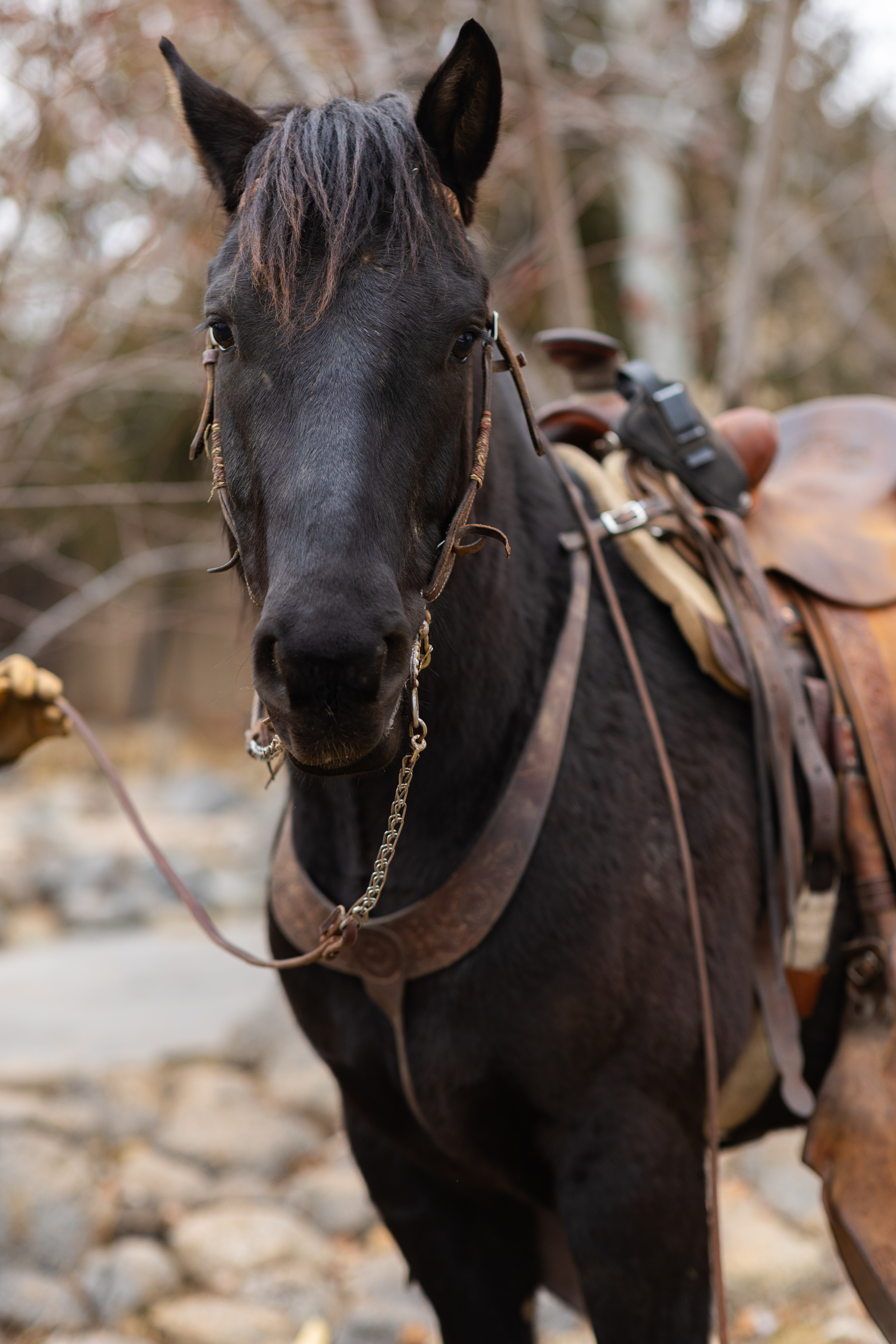Acero head shot, trail horse