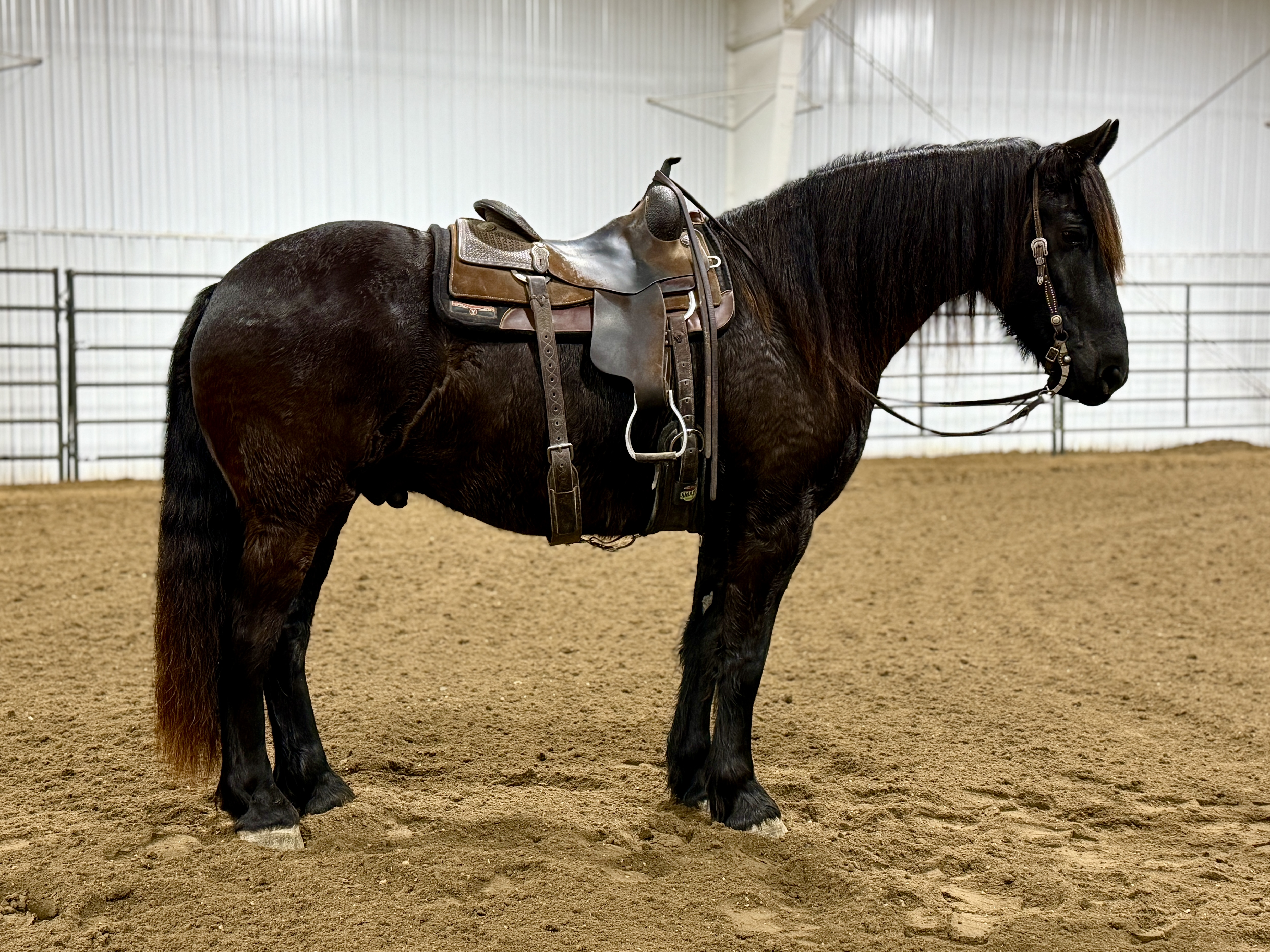 trail horse