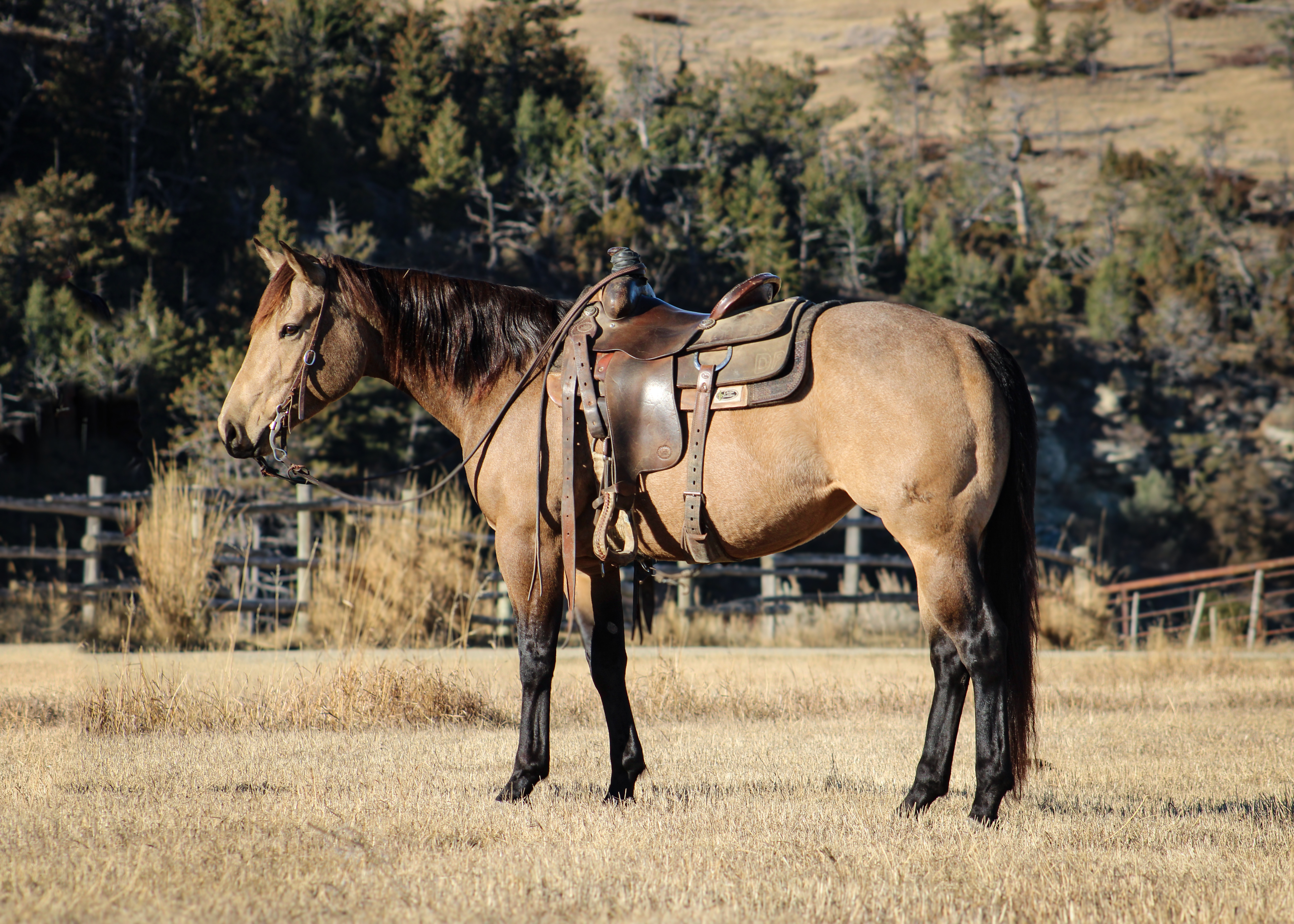 Beautiful Buckskin
