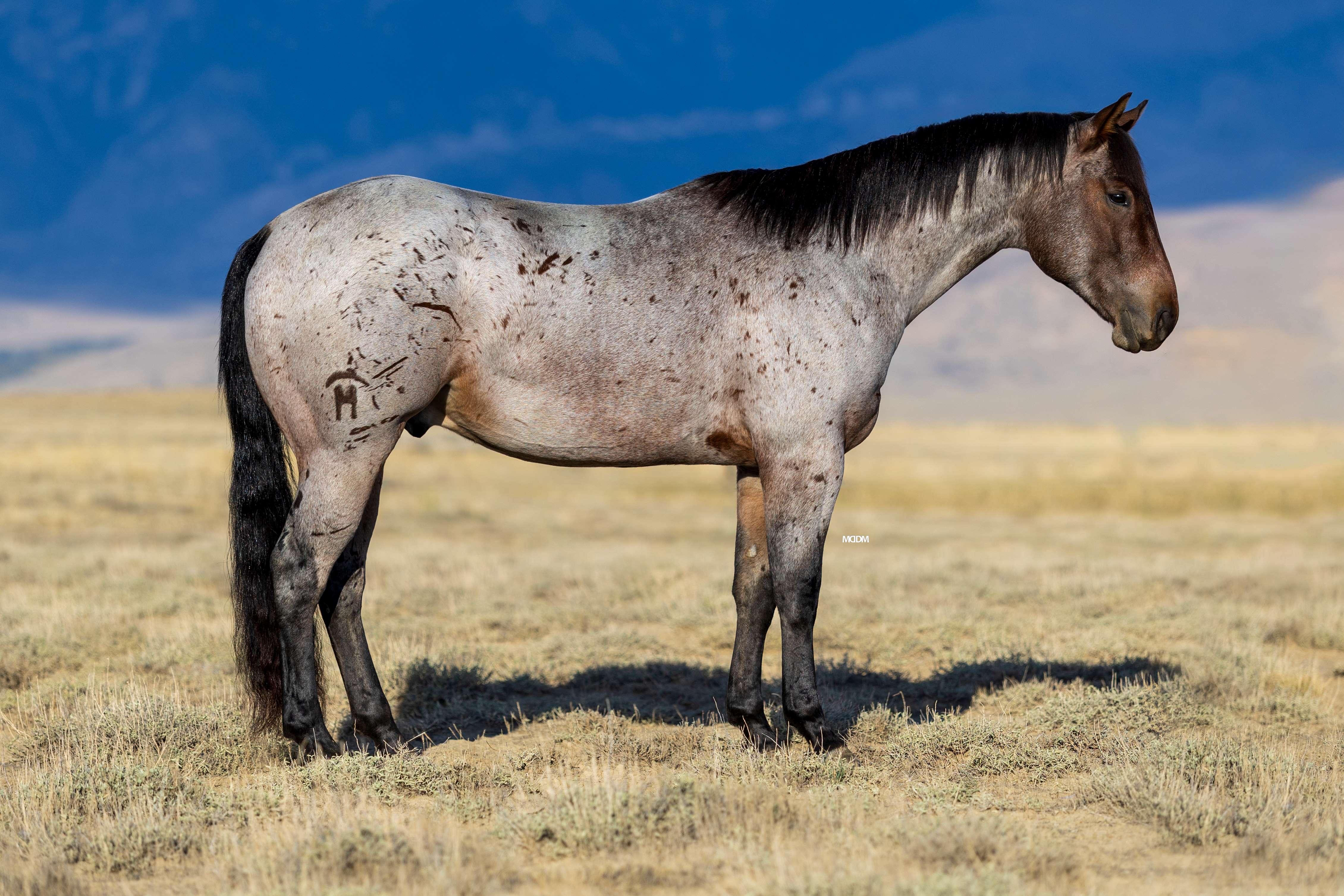 Trail horse, Ranch horse