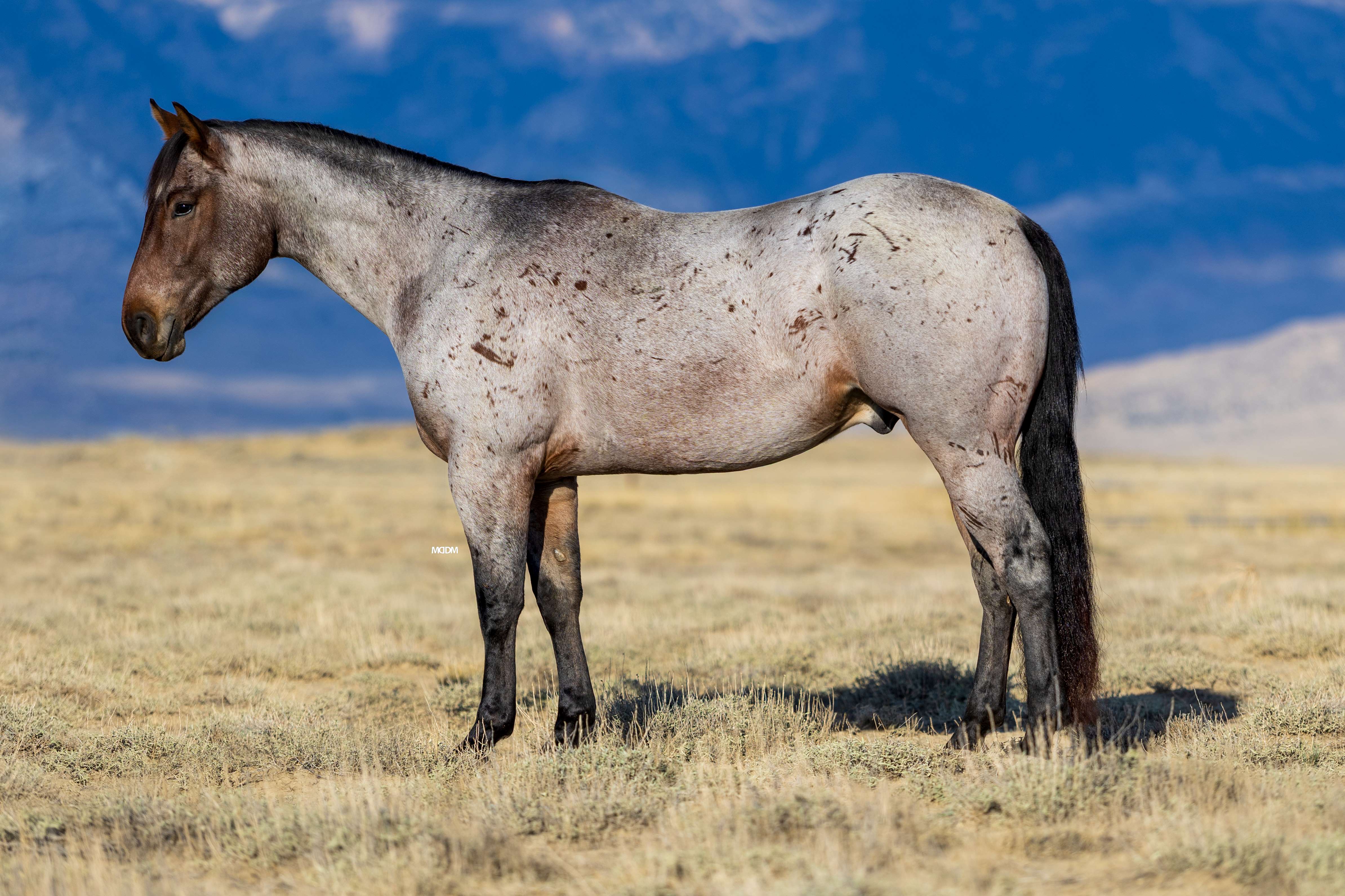 Trail horse, Ranch horse