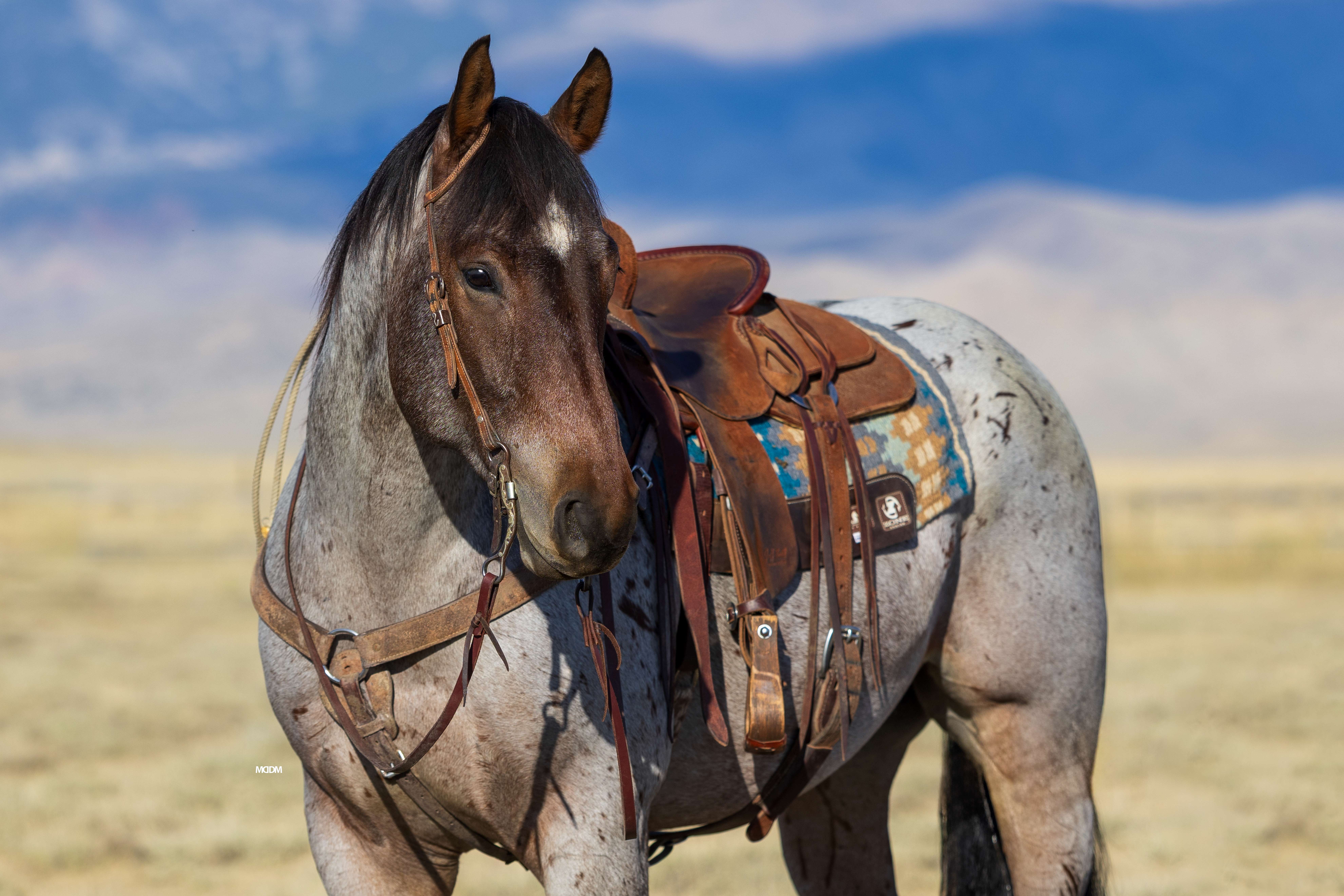 Trail Horse, Ranch Horse