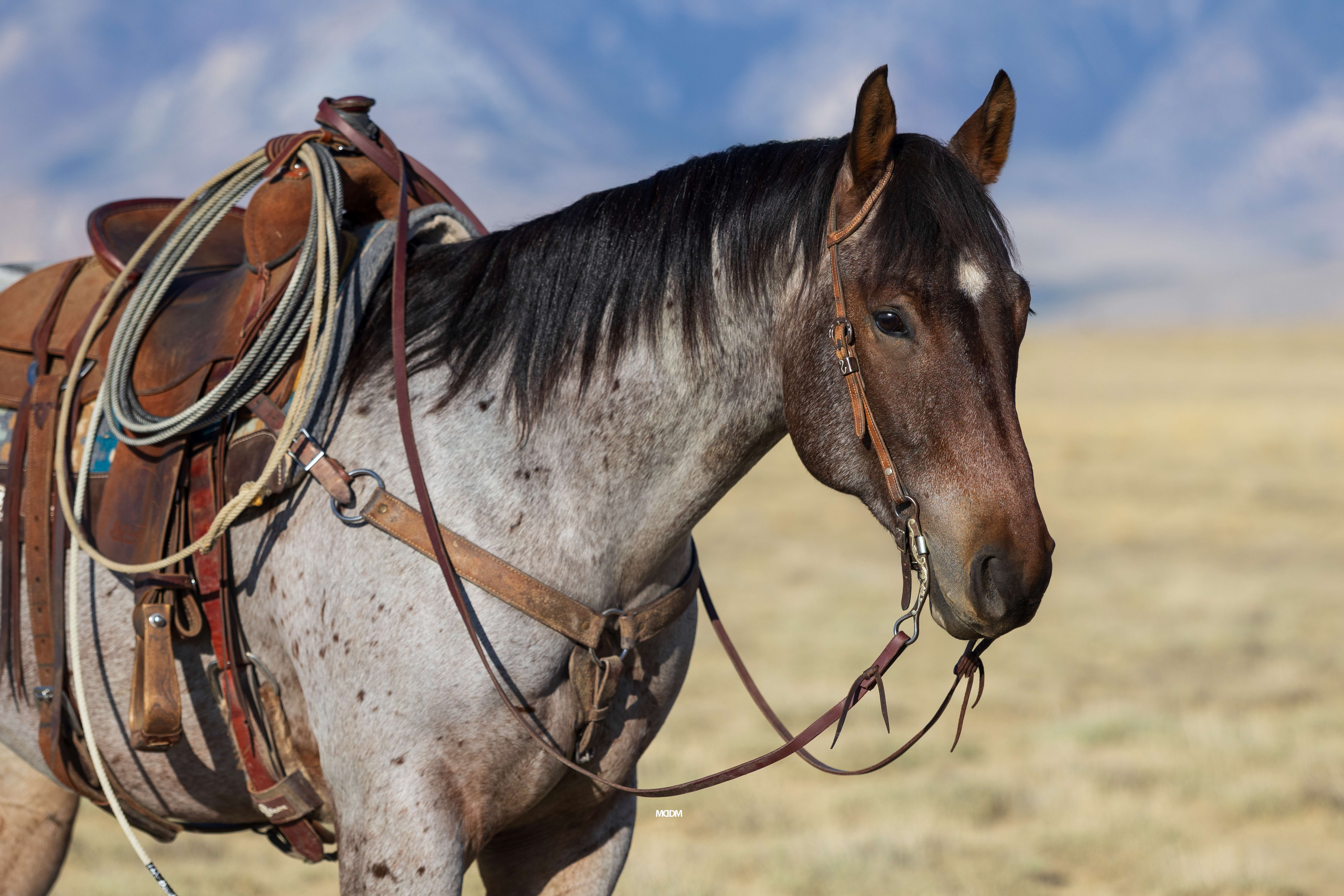 Trail Horse, Ranch Horse