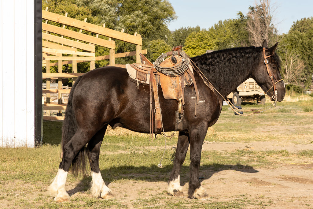 Ranch Horse
