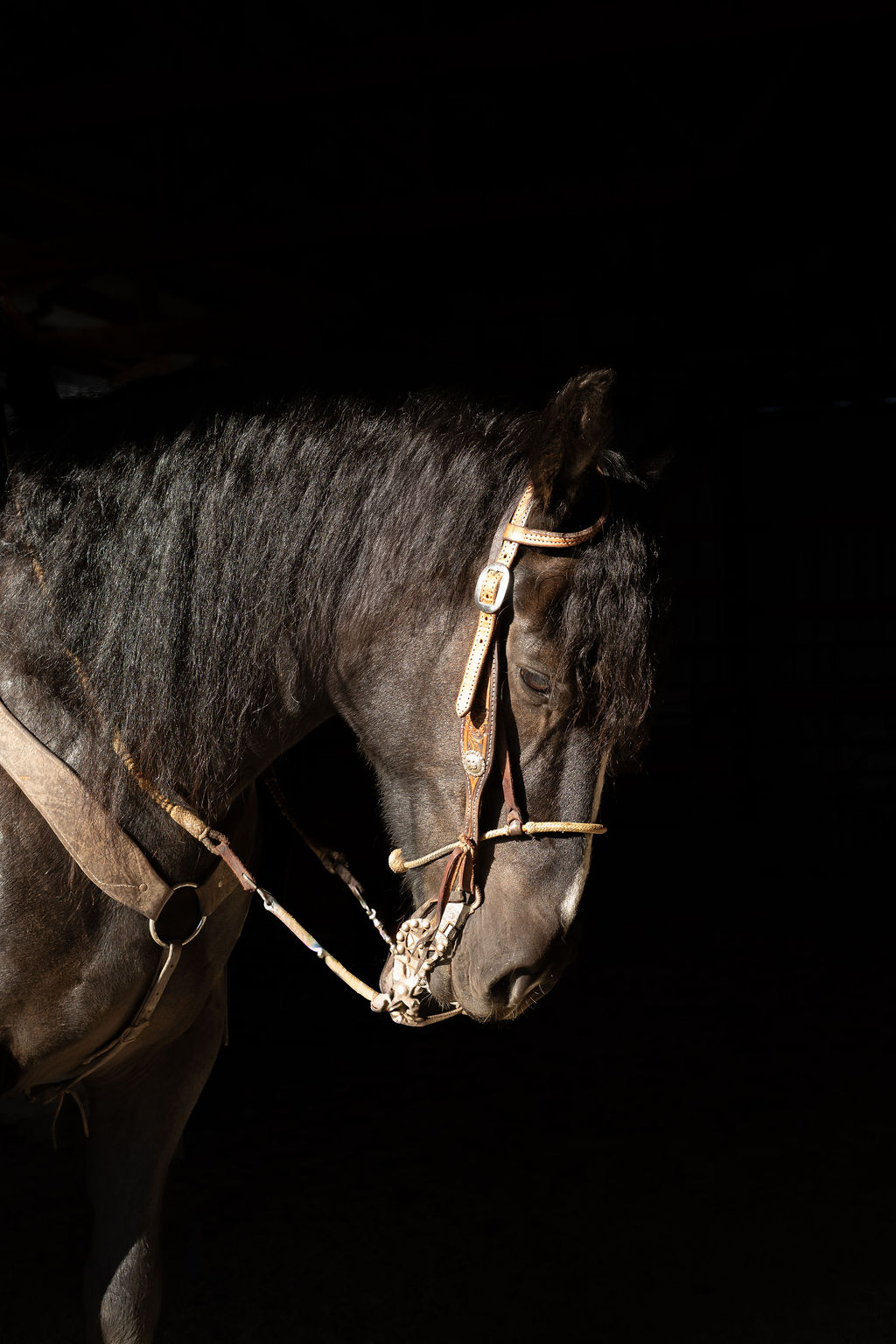 Gentle Ranch horse