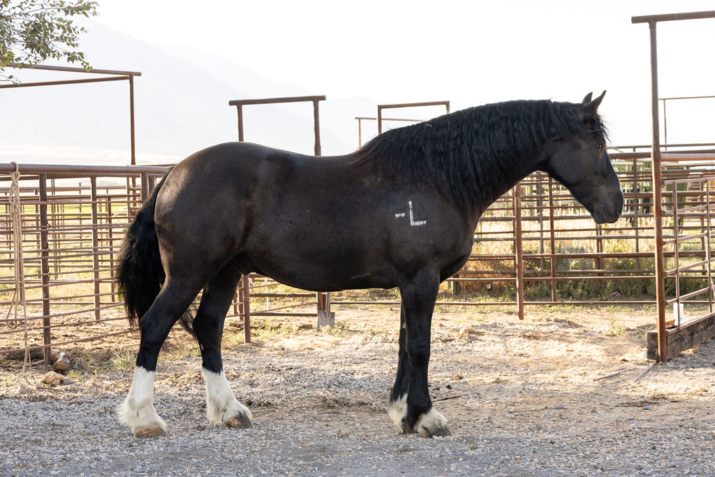 Kids horse
