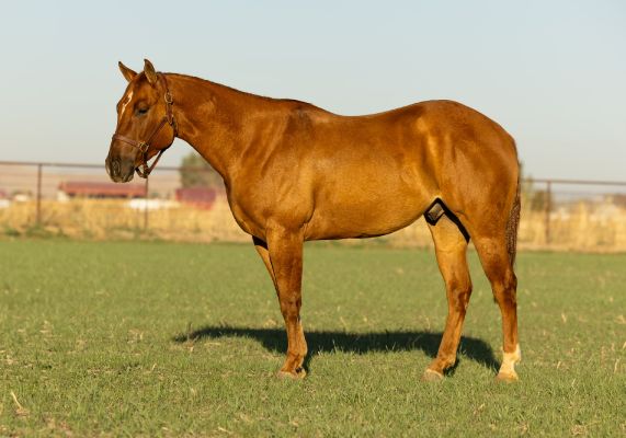 Great, pretty, young all-around gelding.