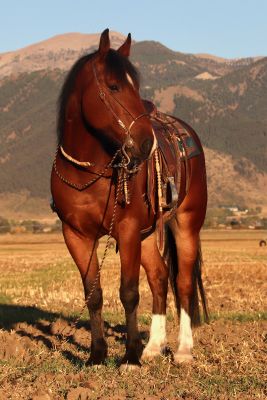 ranch horse deluxe, trail horse, rodeo horse, rope horse, versatility ranch horse, parade horse, pleasure horse, pack horse