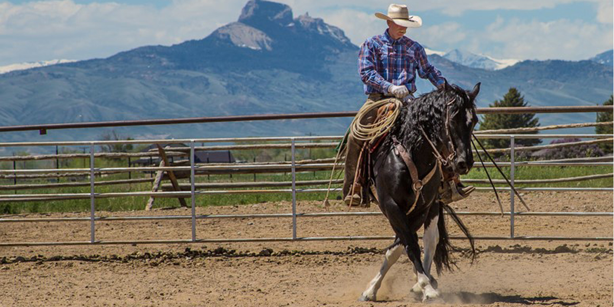 horse sale, horse for sale, Cody, Cody Wyoming, horse auction