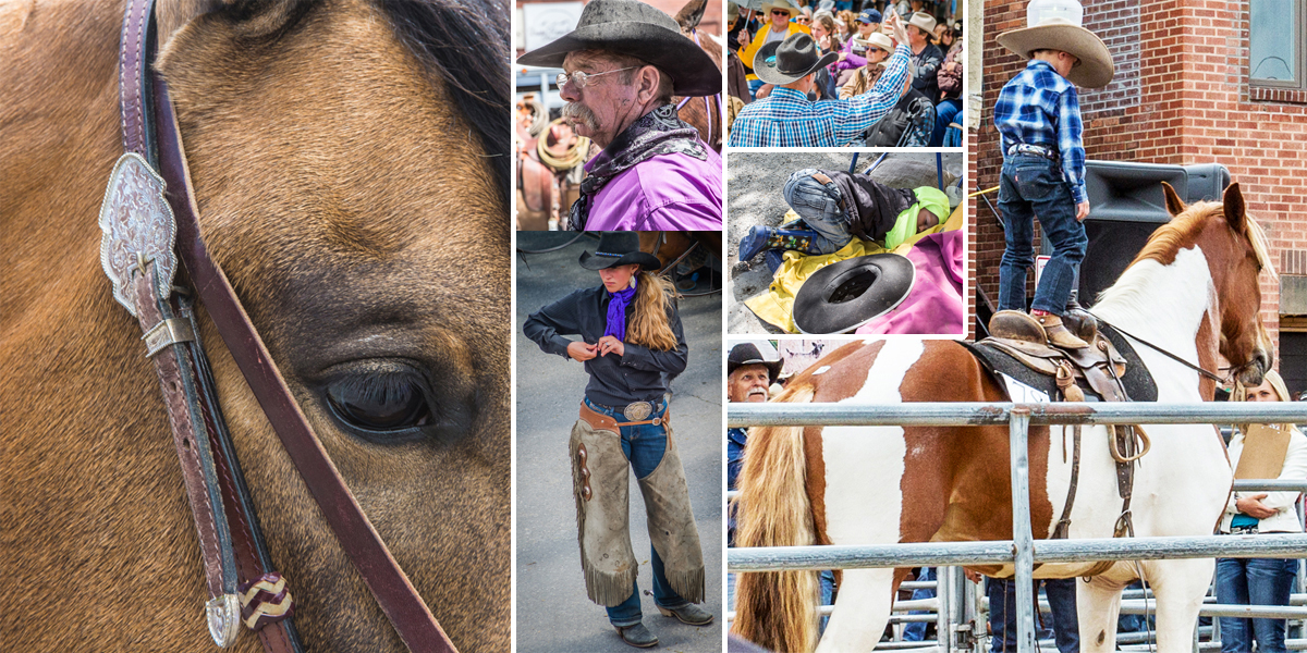 horse sale, horse for sale, Cody, Cody Wyoming, horse auction