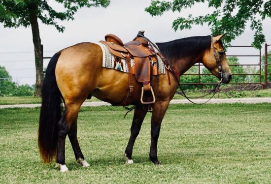 high selling, cody horse sale, irma hotel, Mother's Day, horse sale, buckskin