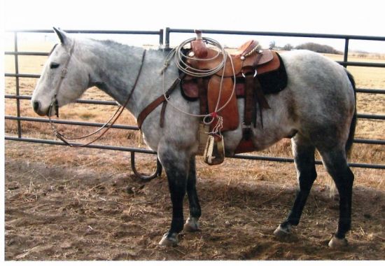 Runner-up High Selling Horse CodyWyoming