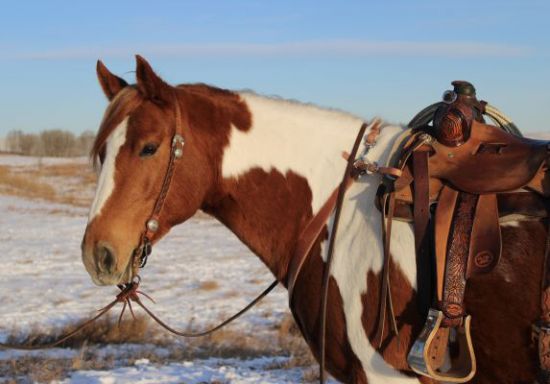 Cody Horse Sale, 2023 Cody Horse Sale, Irma Hotel, Cody, Wyoming