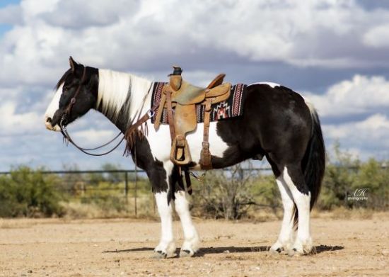 Cody Horse Sale, 2023 Cody Horse Sale, Irma Hotel, Cody, Wyoming