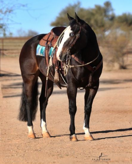 High Seller, Cody Horse Sale, $110,000,