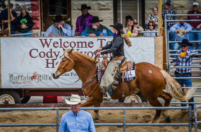 cody, horse, sale