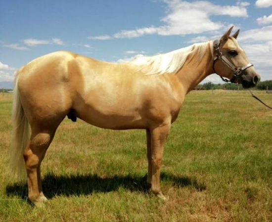 cody, horse, sale