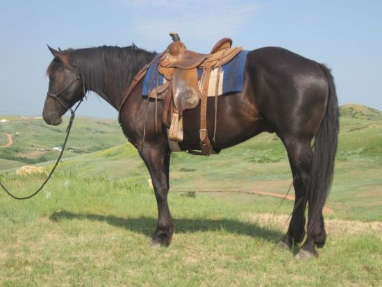 Cody Horse Sale,High Seller,Draft Cross