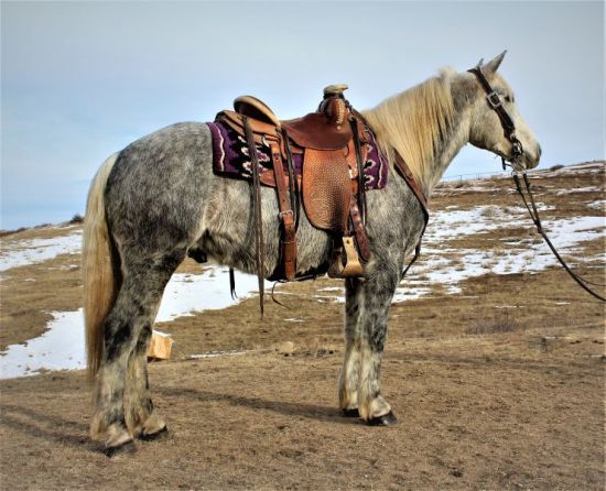 grey, draft cross, Cody Horse Sale, high seller