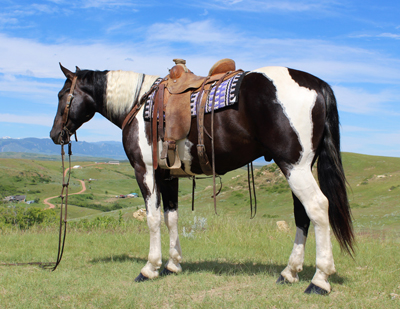 black and white, paint, cody, wyoming, horse sale, high, seller