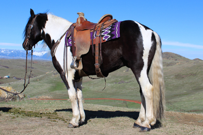 black and white, paint, cody, wyoming, horse sale, high, seller